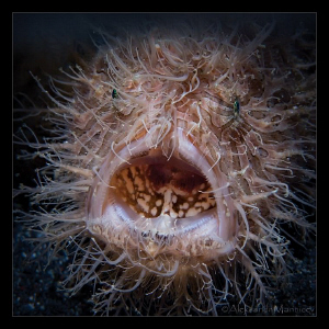 "Nightmare"
Hairy frogfish, Lembeh by Aleksandr Marinicev 